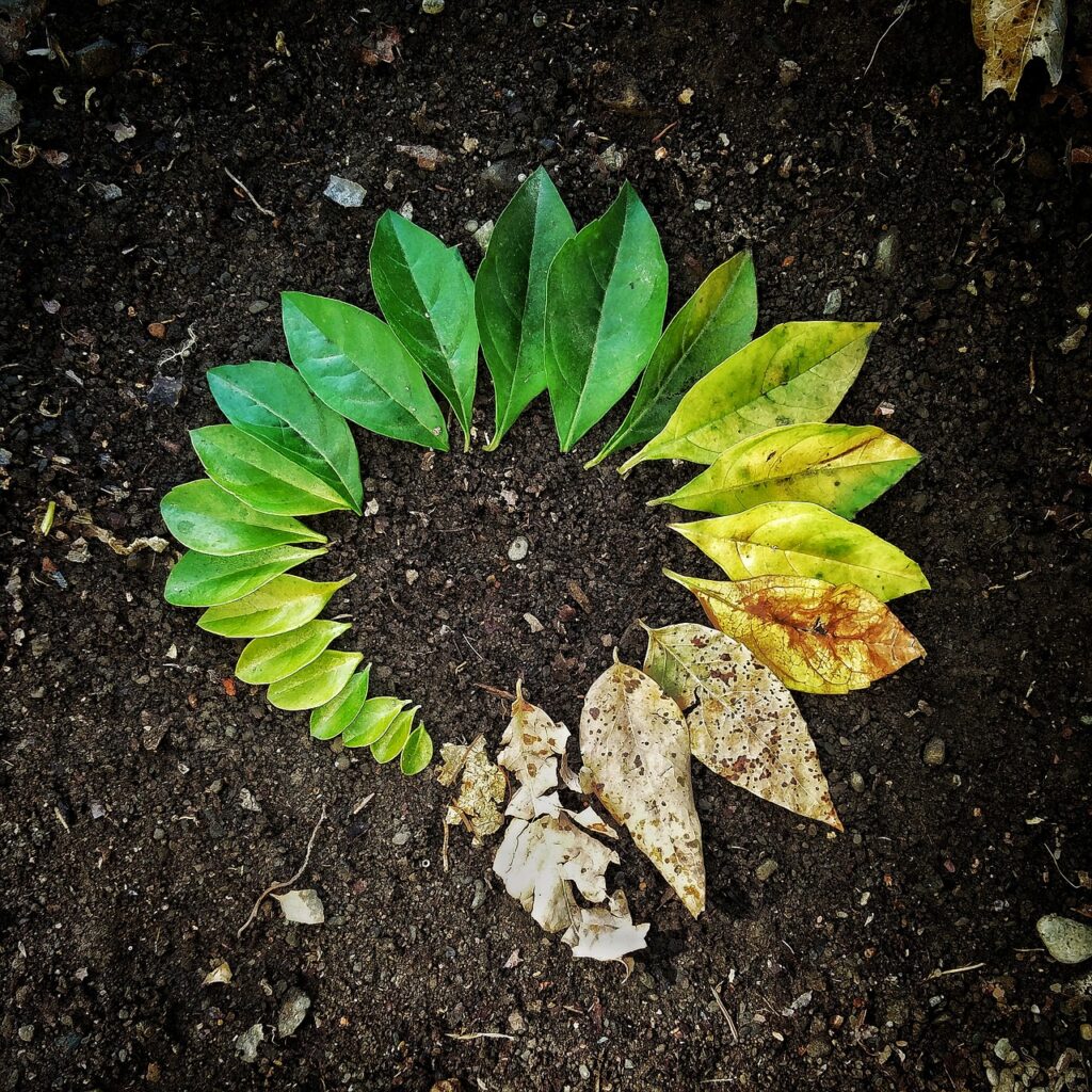 leaf, flora, soil-3341897.jpg